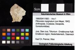 Foto (Objket + Etiketten) von Goniodromitidae indet. 